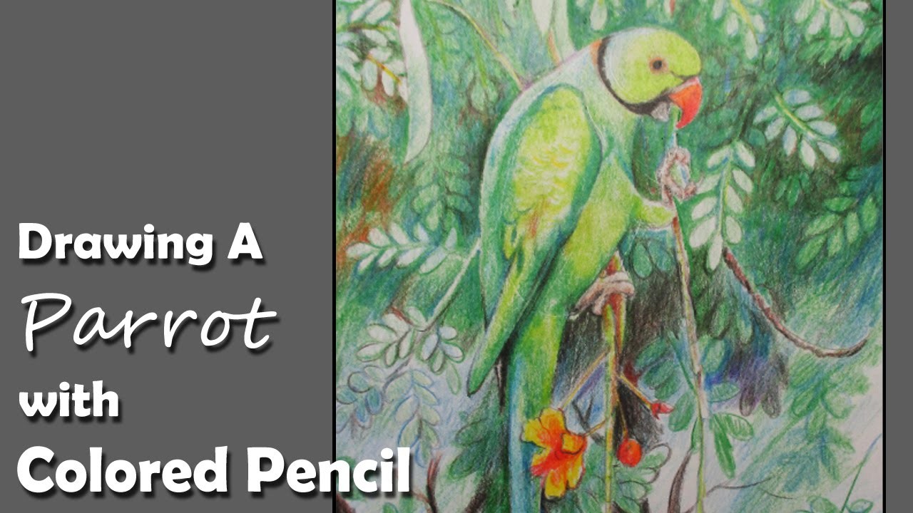 How to Draw A Parrot with Colored Pencil 