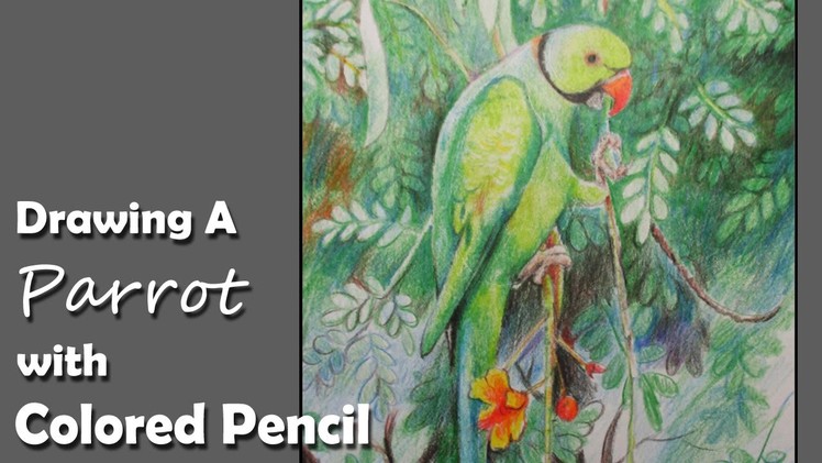 How to Draw A Parrot with Colored Pencil