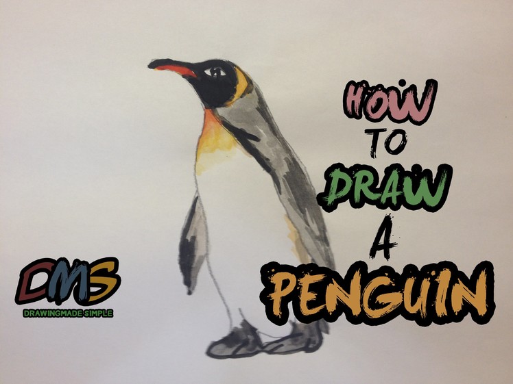How to Draw a Realistic Penguin (Watercolour)