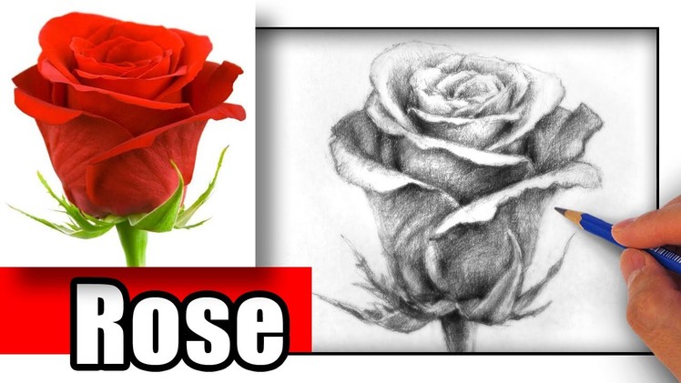 How to Draw a Rose with Pencil the Easy Way