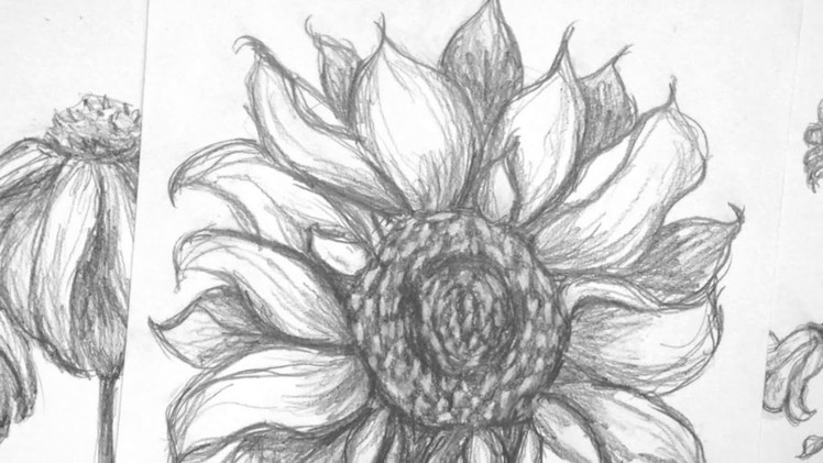 How to Sketch a Sunflower