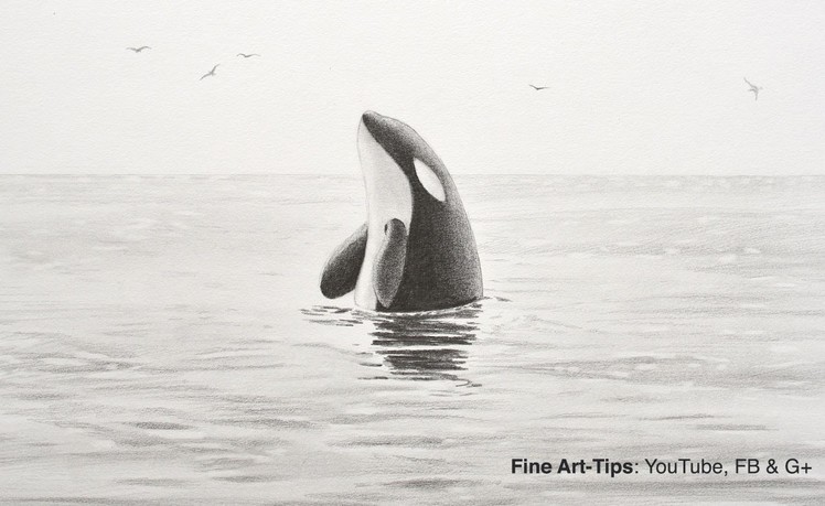 How to Draw a Killer Whale - Orca