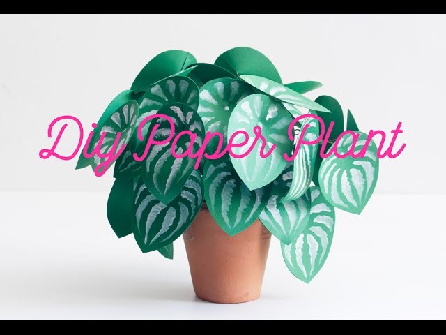 DIY paper plant watermelon peperomia