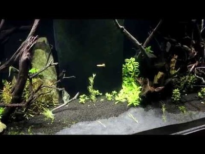 New LED Planted Aquarium Lights! DIY!