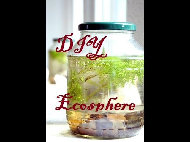 Building your own DIY Ecosphere