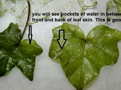 How I prep and clean real leaves to make fairy wings