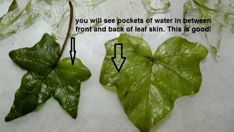 How I prep and clean real leaves to make fairy wings