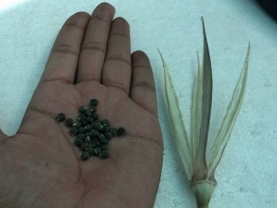 How to Collect Okra Seeds | Okra Gardening Tips | Okra Seeds | Red Okra (Urdu.hindi)