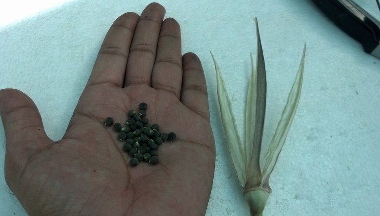 How to Collect Okra Seeds | Okra Gardening Tips | Okra Seeds | Red Okra (Urdu.hindi)