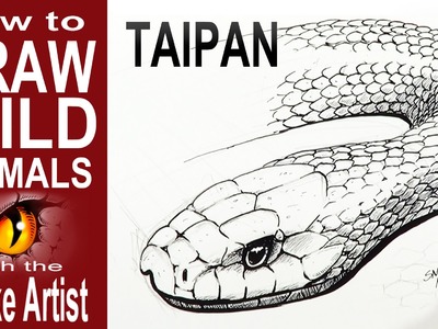 How to Draw a Taipan (Intermediate to Advanced)