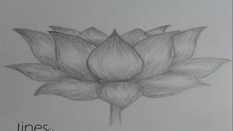 How to draw lotus flower