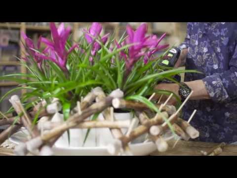 Pink Tillandsia Design | Flower Factor How to Make | Powered by United Bromeliad Growers