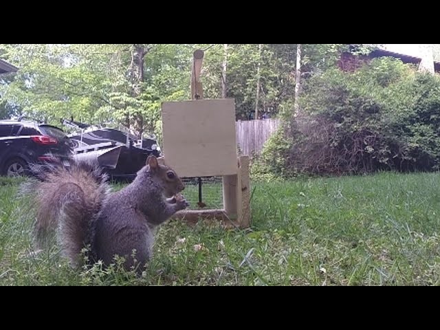 How to Make a Squirrel Trap - DIY catch alive trap