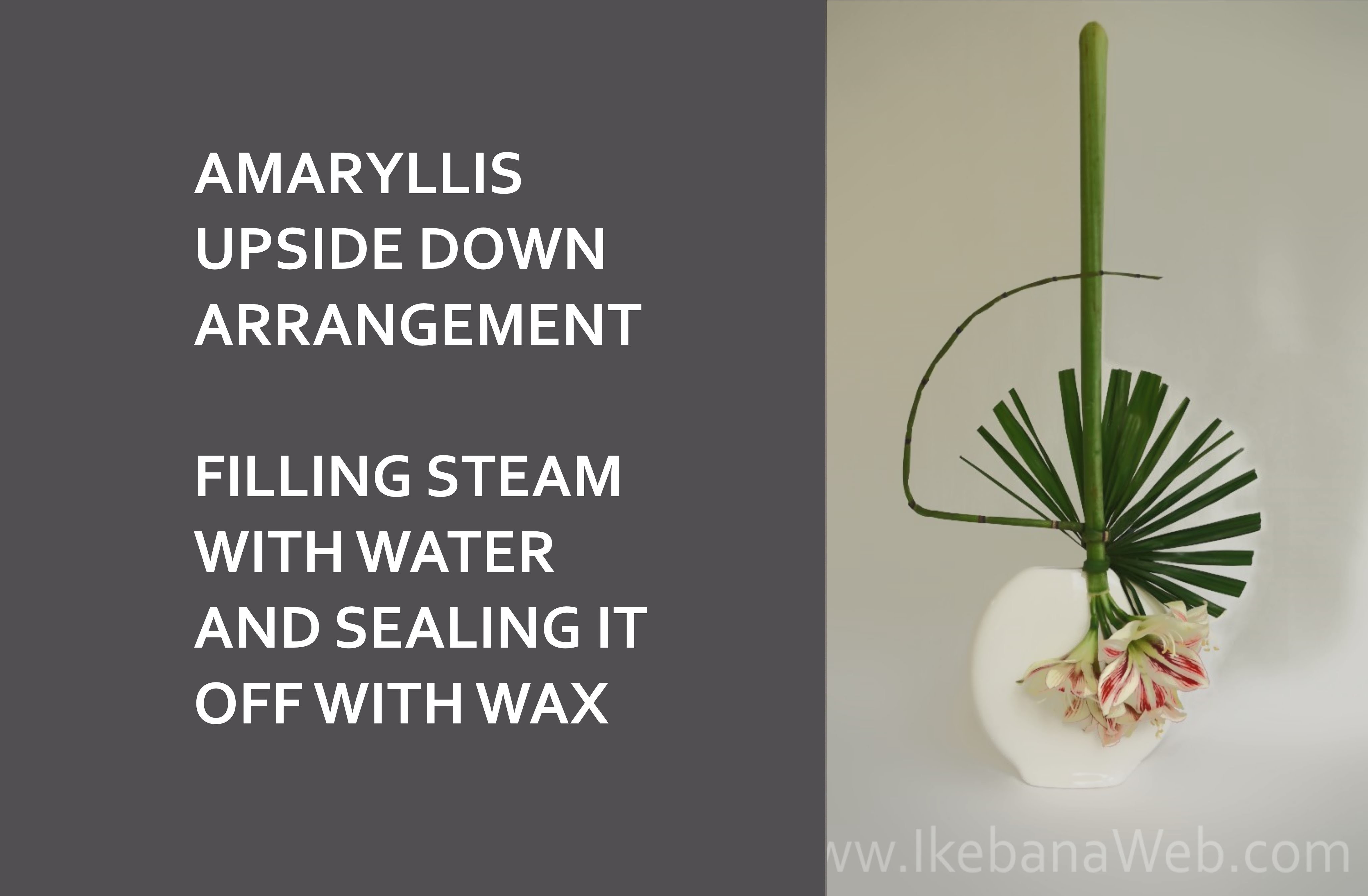 Amaryllis tutorial: filling up stems with water and sealing them off for upside down arrangements