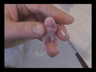 Caring for little Stuart - cute baby mouse