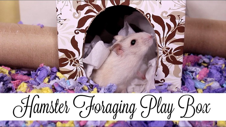 DIY Hamster Foraging Play Box