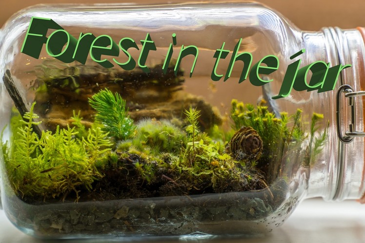How to make forest jar terrarium