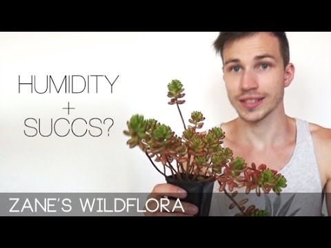 How to care for succulents in the humid tropics