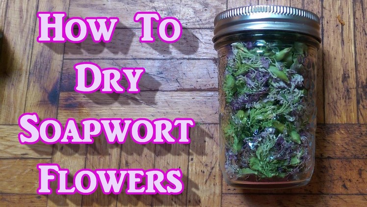 How to Dry Soapwort Flowers. With Gracies Help!