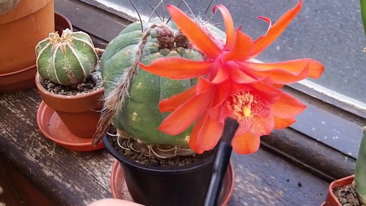 How to pollinate Cactus flowers - Matucana