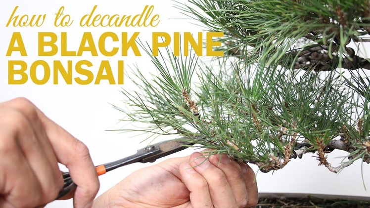 How to Prune and Decandle your Black Pine Bonsai