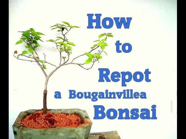 How to repot a Bougainvillea Bonsai Tree