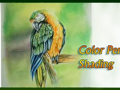 Realistic Color Pencil Drawing Tutorial of a Macaw Parrot