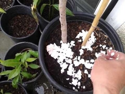 Eggshell Fertilizer for Plants | How to Fertilize 2016 Urdu. Hindi