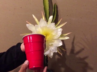How I pollinated dragon fruit