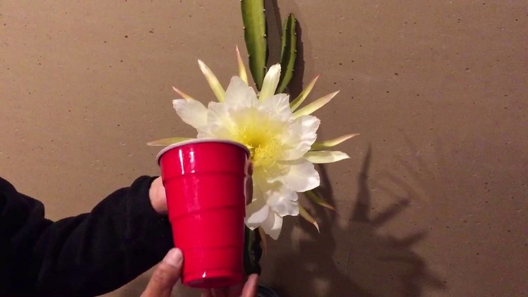 How I pollinated dragon fruit