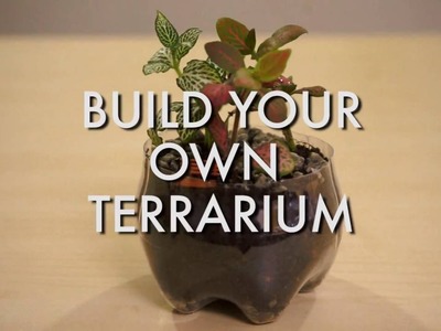 Here's How You Can Build Your Very Own Terrarium