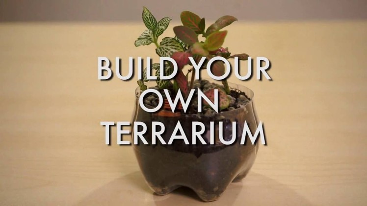 Here's How You Can Build Your Very Own Terrarium