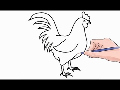 How to Draw a Cock Easy Step by Step