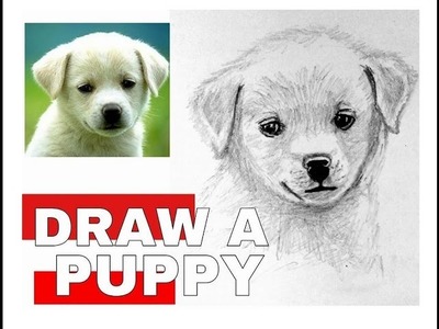 How to draw a puppy