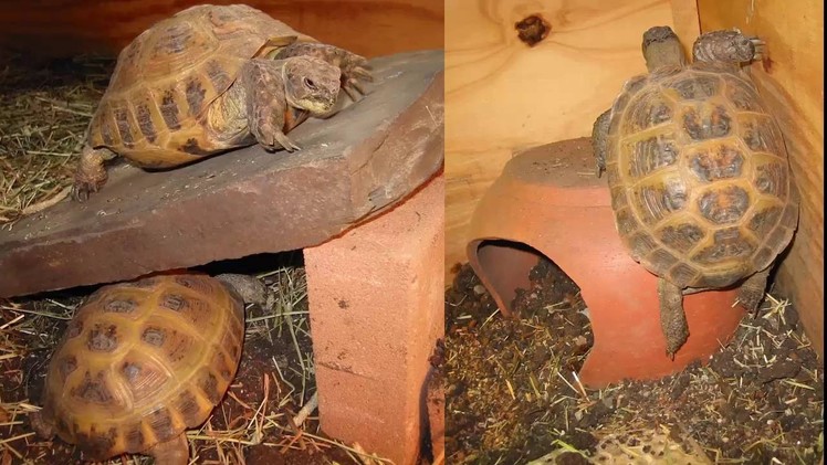 Russian Tortoise Care – How To Get Their Pens and Diet Right