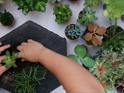 DIY Vertical Hexagon Succulent Planters