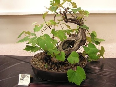 How to Grow Grapevine Bonsai Tree