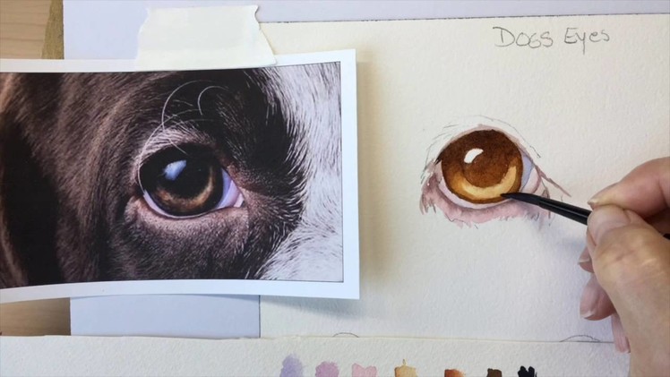 How to Paint a dog's brown eye