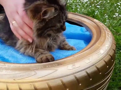 DIY Bed for Cat in 3 MINUTES