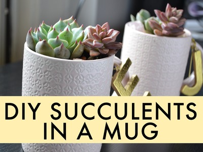DIY Succulent in a Mug