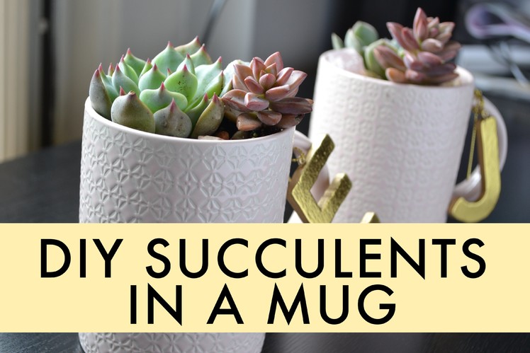 DIY Succulent in a Mug