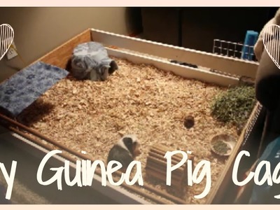 DIY Guinea Pig cage! How I built my new cage!
