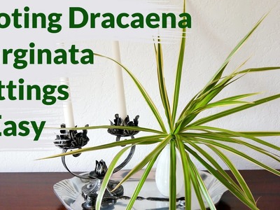 Dracaena Marginata Cuttings Root Easily In Water: Here's How To Keep Them Healthy