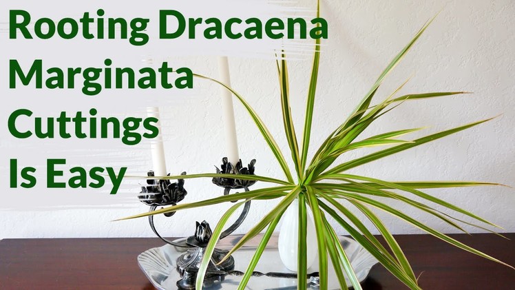Dracaena Marginata Cuttings Root Easily In Water: Here's How To Keep Them Healthy