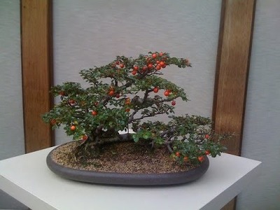 How to Care Cotoneaster Bonsai