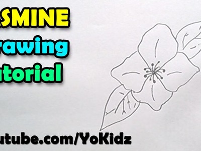 How to draw Jasmine Flower