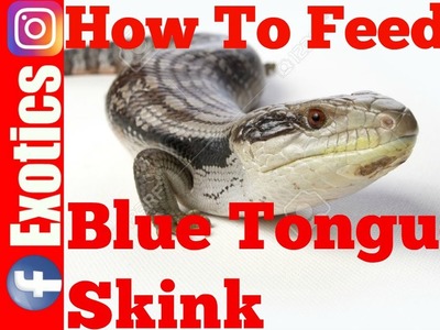 HOW TO FEED A BLUE TONGUE SKINK. BLUE TONGUE SHINK FEEDING SerpentSityExotics