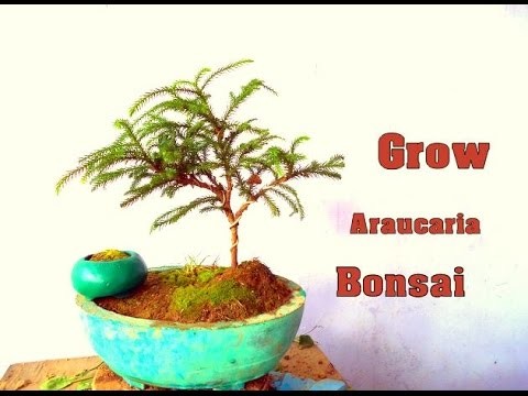 How to Grow Araucaria Bonsai September 2016 (Hindi)