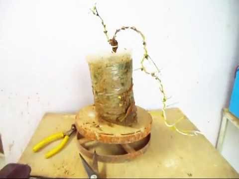 How to Grow Grape as Bonsai tree || wiring || cascade Bonsai style  || Angoor  Bonsai