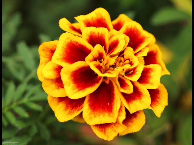How to Grow Marigold From Seeds | Marigold Winter Flowers | September-2016 (Urdu.hindi)
